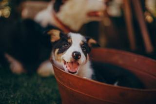 Chien qui aboie : causes et solutions qui marchent