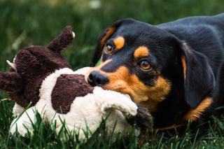 Chiot qui mordille un jouet