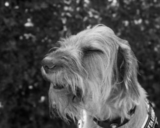 Apprendre le « non » à son chien : 3 exercices