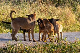 Coussinets chien : les protéger et les soigner