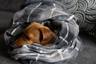 Préparer un chien qui a peur de l'orage avant l'été