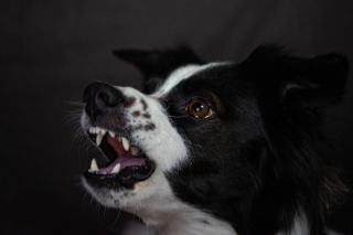 Chien qui grogne : faut-il le punir ou l'écouter ?
