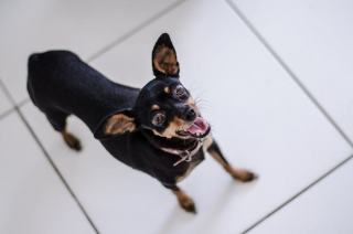Chien qui remue la queue : joie, stress ou alerte ?