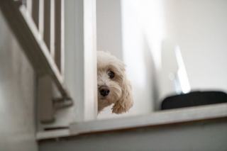 Chien accueillant un visiteur, les quatre pattes au sol