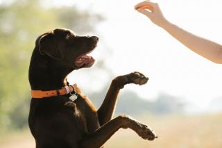 Clicker chien : ce qu'il change vraiment à l'éducation