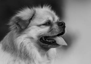 Cours collectif chien : ce qu'il apprend vraiment
