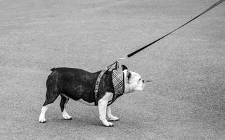 Choisir un harnais anti traction ou un licol quand le chien tire