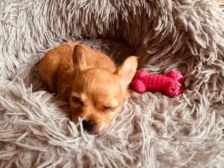 Protection de ressources chien : la comprendre et l'apaiser