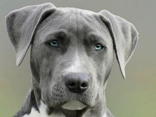 Apprendre « fais le beau » à son chien sans risque