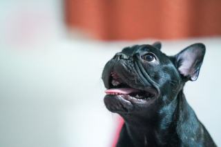 Apprendre le rappel à son chien : la méthode par étapes