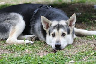 Dressage canin : quelle méthode pour éduquer son chien
