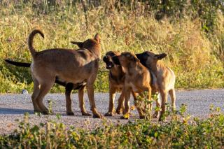 Chien qui tremble : toutes les causes possibles