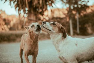 Gourde et abreuvoir pour chien : bien choisir