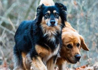 Mon chien ne comprend pas le « non » : pourquoi ?