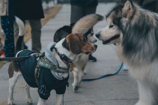 Promenade de nuit : voir et être vu avec son chien