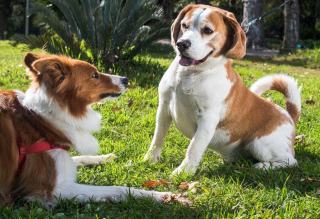 Propreté du chiot : les 5 erreurs les plus courantes