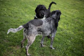 Quelles croquettes donner à son chien ? Les repères