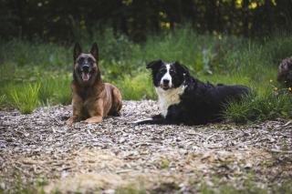 Chien qui monte sur les chaises : que faire vraiment